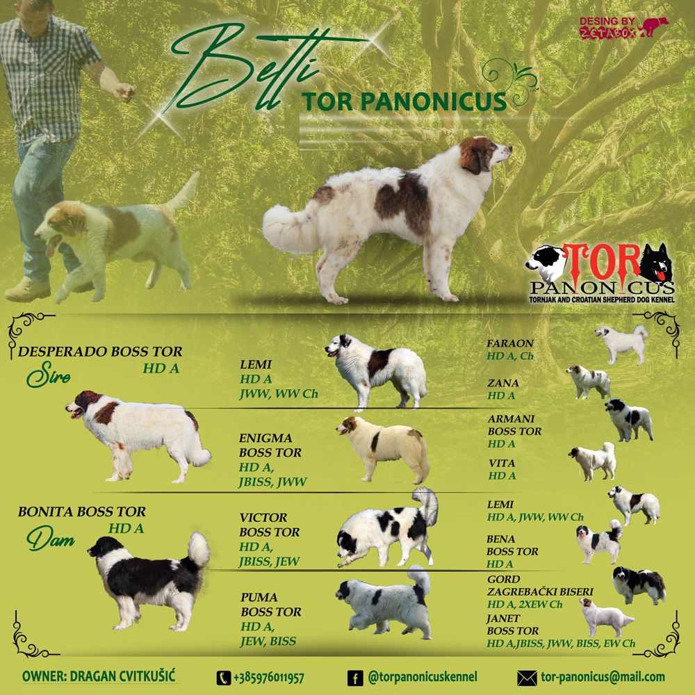 BETTI-CVITKUŠIĆ-flajer Flyer Design Zetabox za tornjaka bijelo smeđe boje na zelenohj podlozi