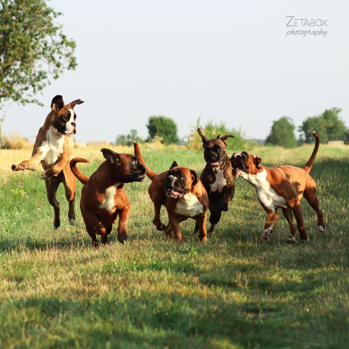 Pet njemačkih boxera trči zelenom livadom i igraju se