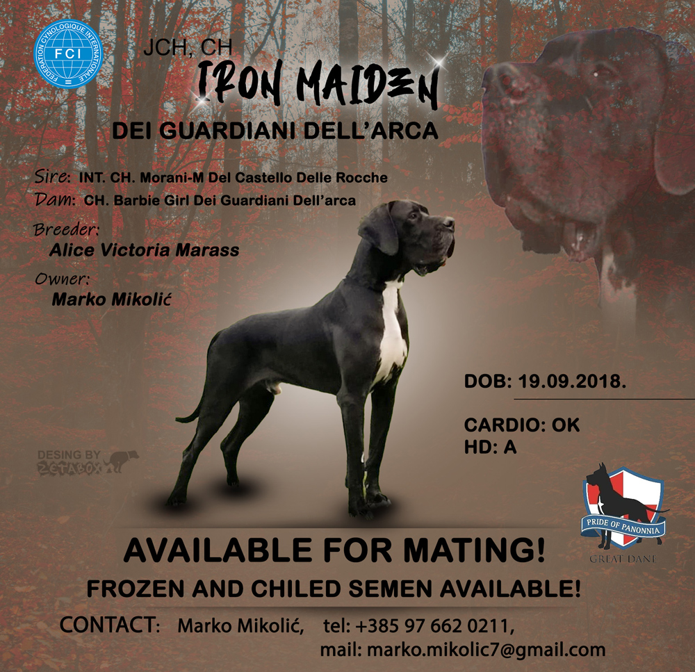 Flajer Iron Maiden Flyer design Zetabox na kojem stoji njemačka doga crne boje sa bjelinom na prsima