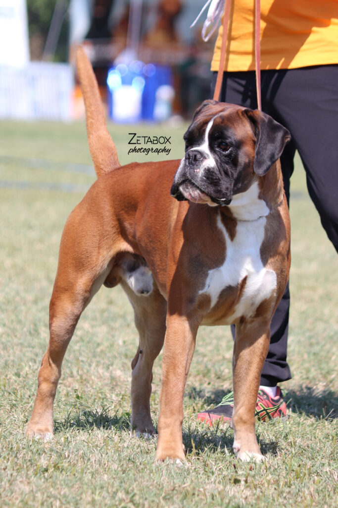 Zac De Villa Astur