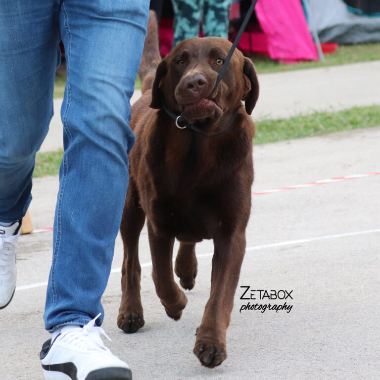 Čokoladni labrador sa uzicom u ustima