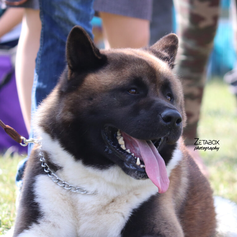 Američka akita