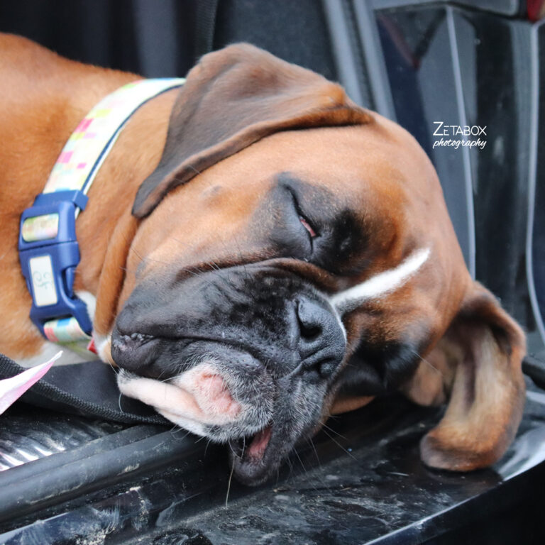 Boxer koji spava u autu