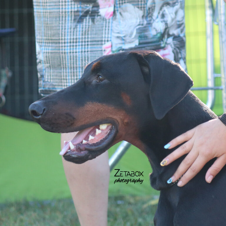 Dobermansa otvorenom njuškom