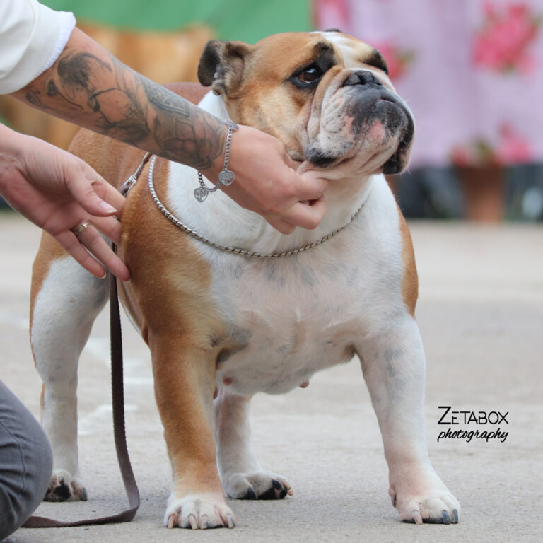 Engleski buldog