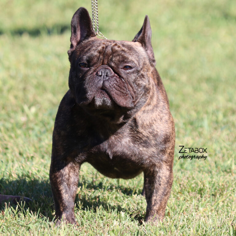 Francuski buldog tamno smeđe boje