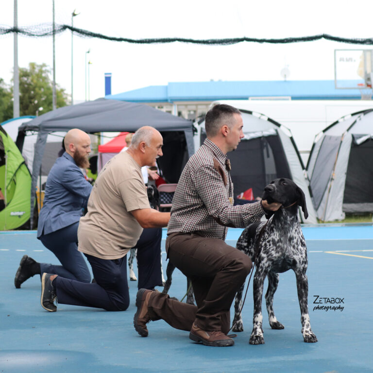 Tri čovjeka kleče i drže svoje pse u stavu za izložbu