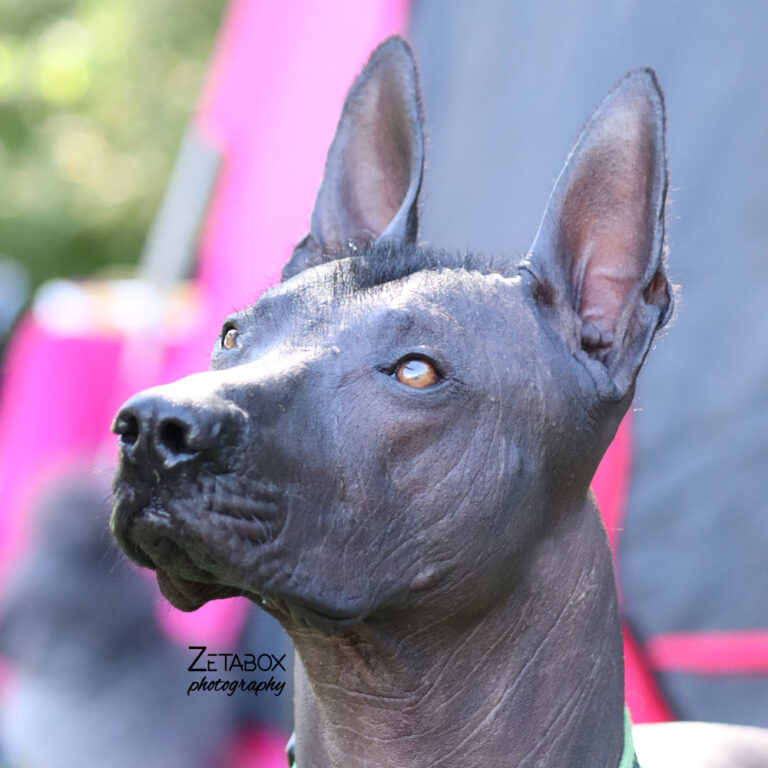 Bezdlaki pas sive boje