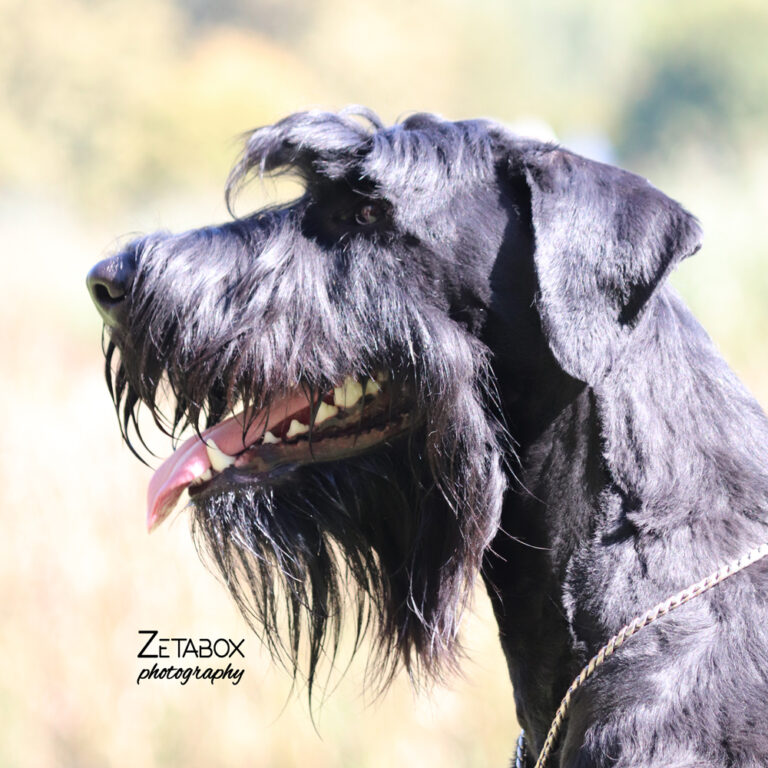 Crni pas sa dugačkom dlakom na bradi i nosu