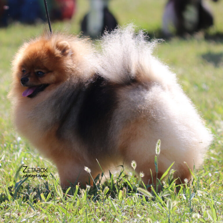 Pomeranac smeđe boje
