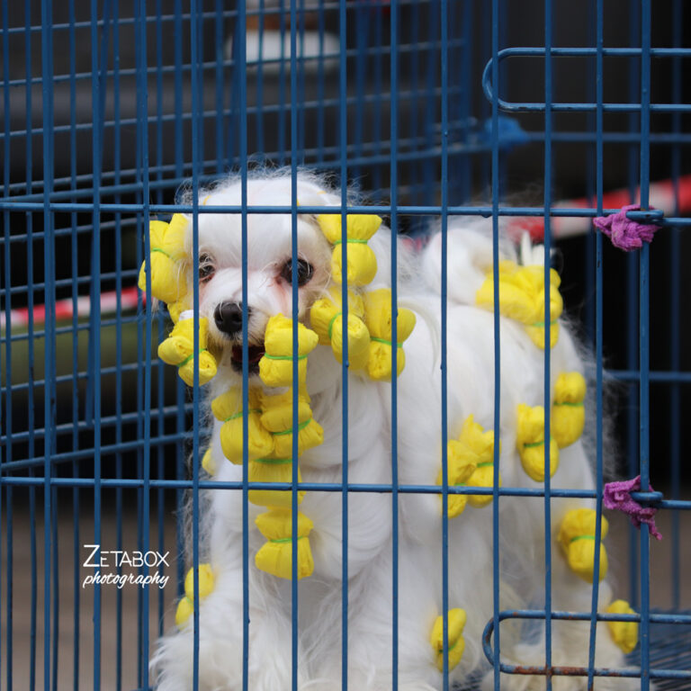 Bijeli pas u kavezu sa žutim viklerima