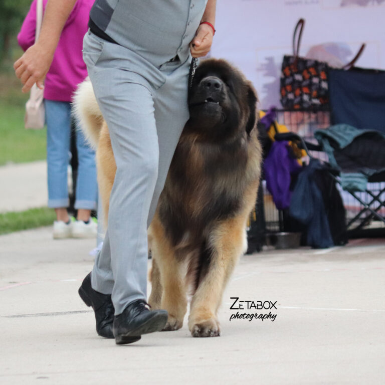 Veliki dugodlaki šareni pas u trčanju kraj čovjeka