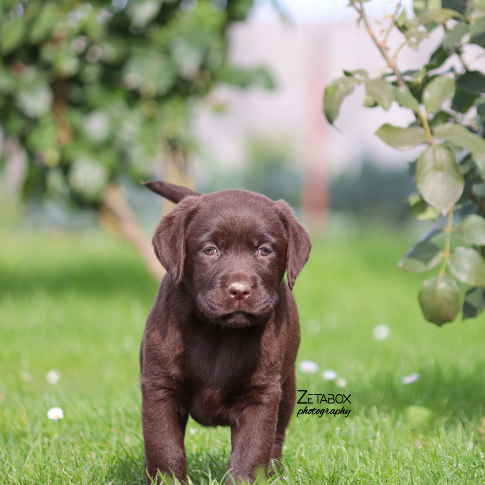 Čokoladni labrador na zelenoj travi