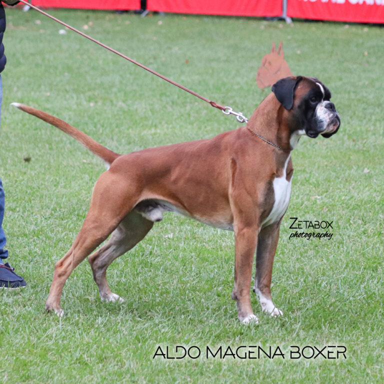 ALDO MAGENA BOXER