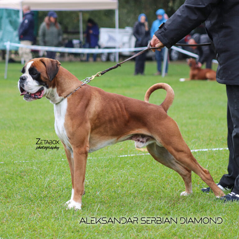 ALEKSANDAR SERBIAN DIAMOND