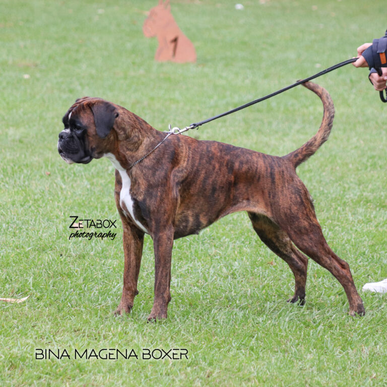 BINA MAGENA BOXER