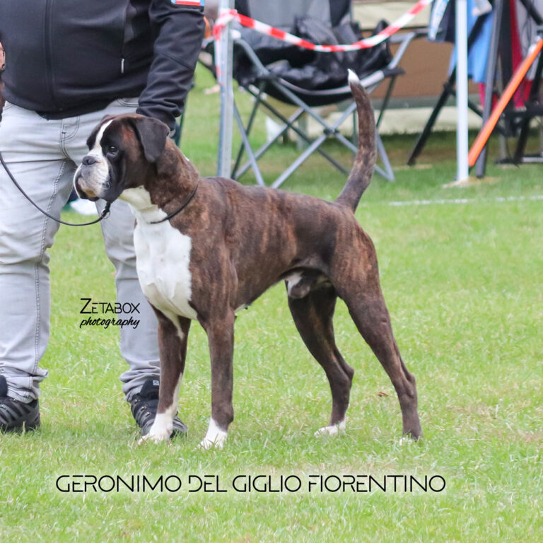 GERONIMO DEL GIGLIO FIORENTINO