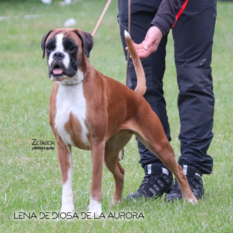 LENA DE DIOSA DE LA AURORA