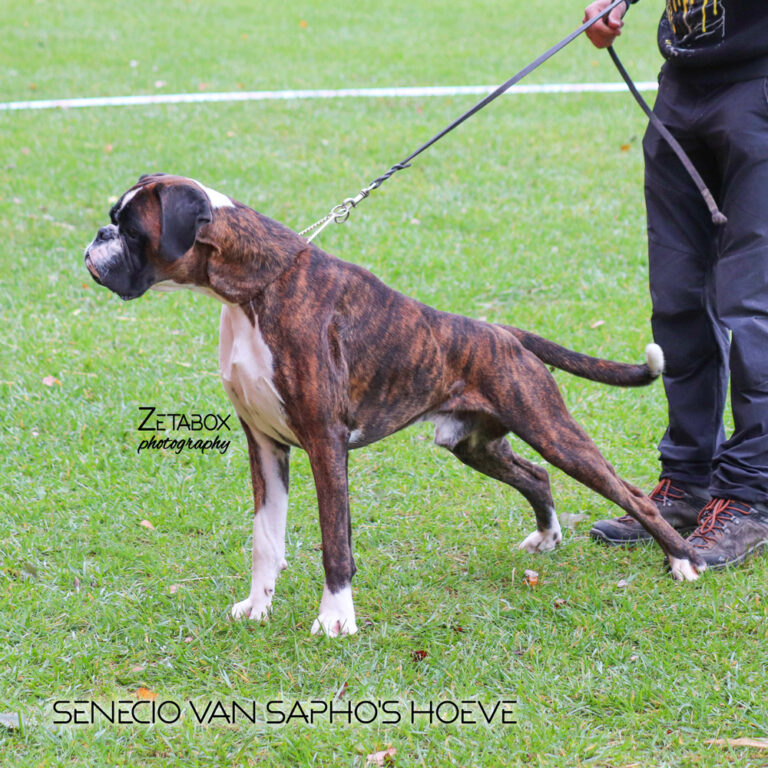 SENECIO VAN SAPHO'S HOEVE