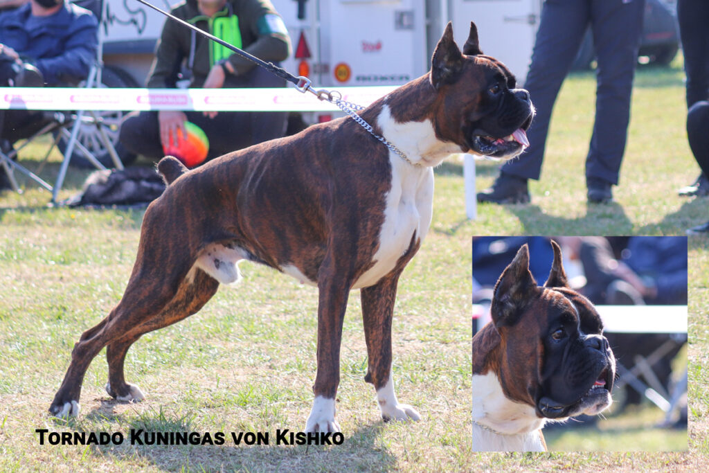Tornado Kuningas von Khisko