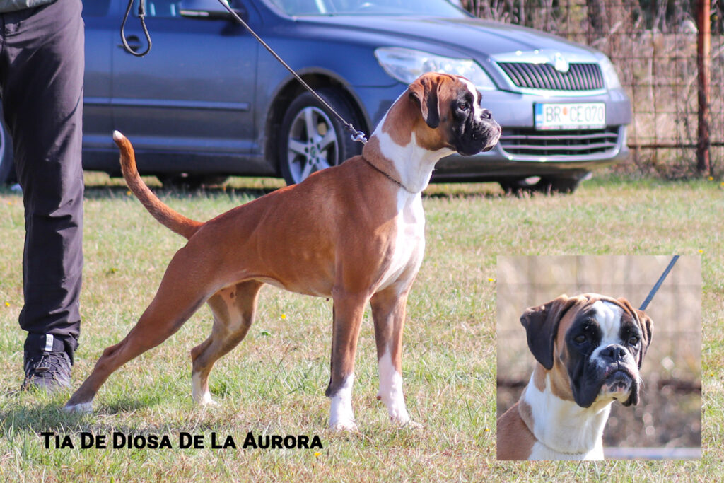 Tia De Diosa De La Aurora