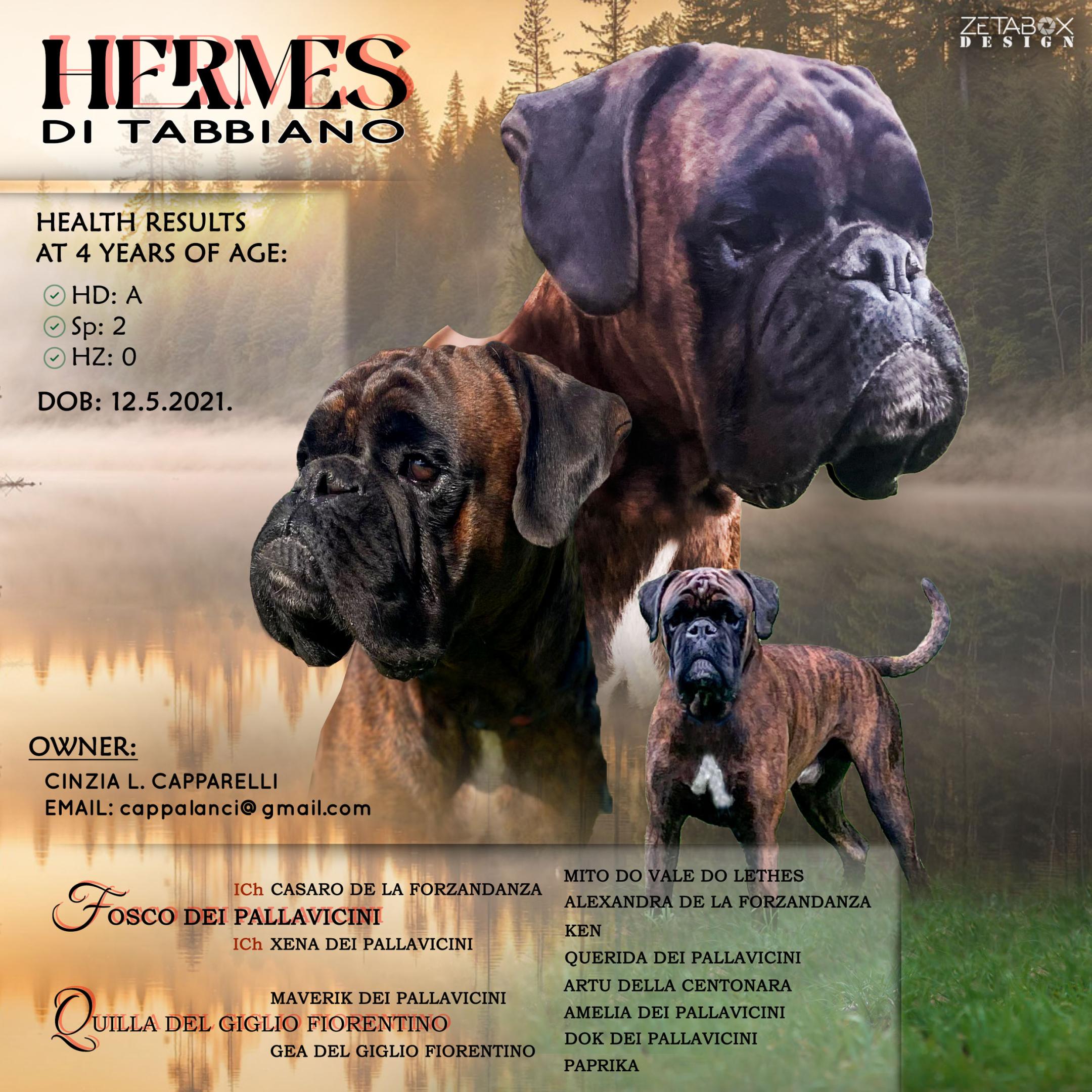 Hermes di tabbiano flyer