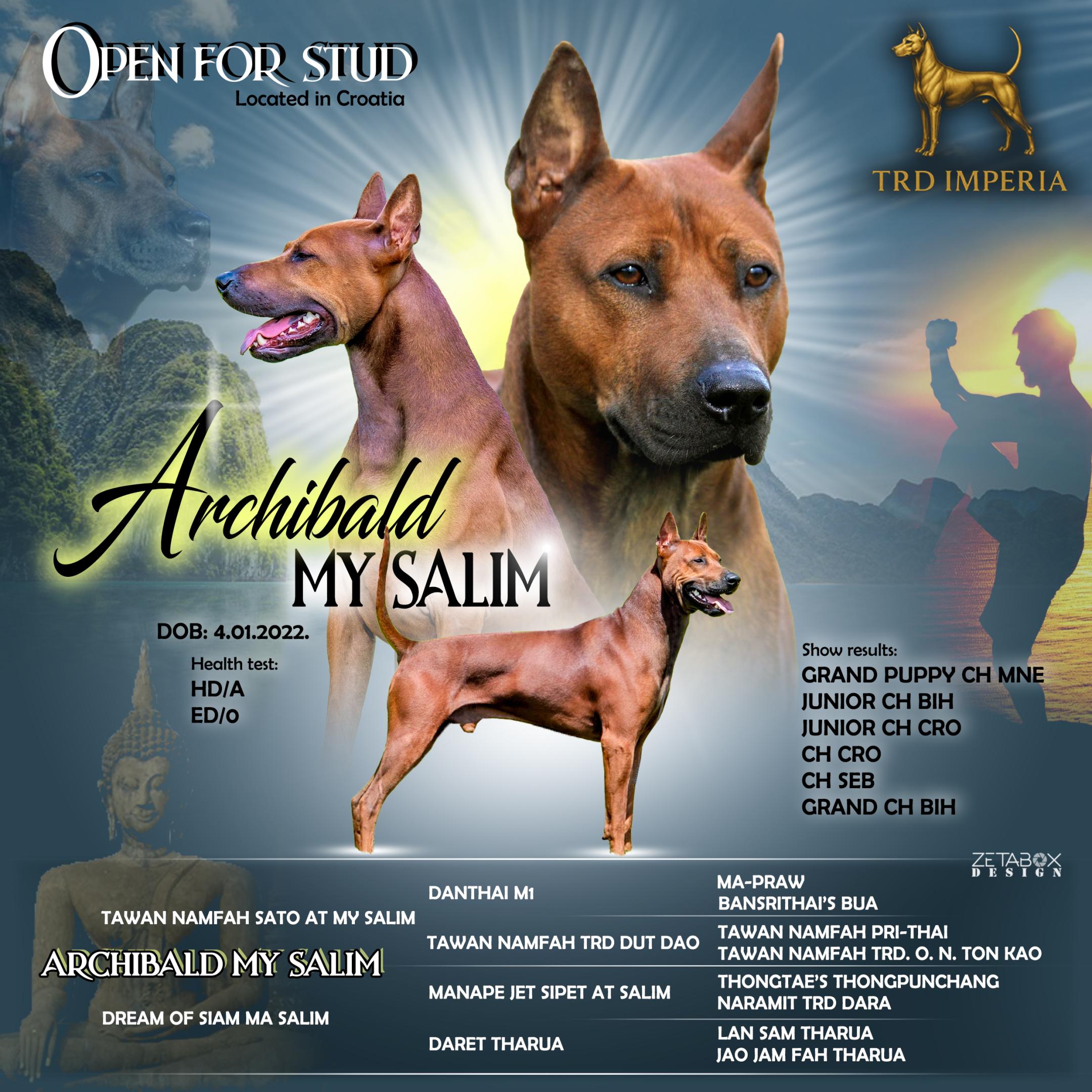 Archibald My Salim prezentacija psa