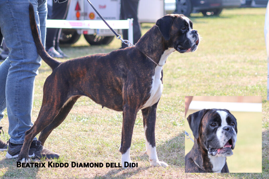 Beatrix Kiddo Diamond dell Didi