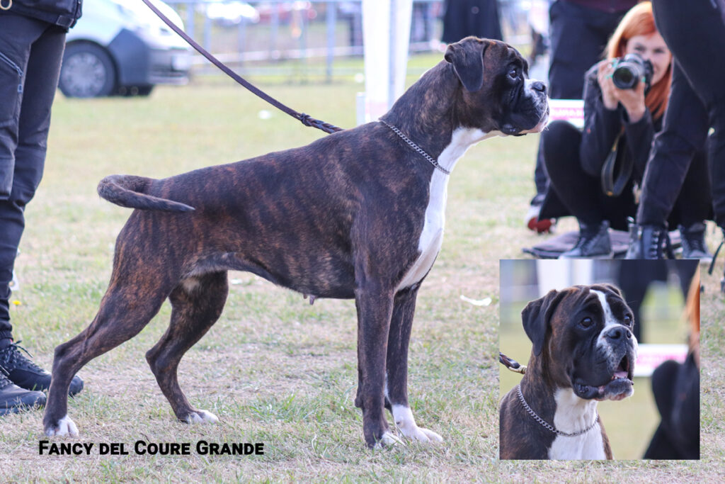 Fancy del Coure Grande