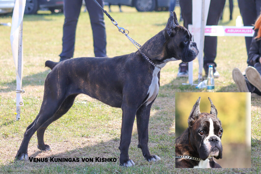 Venus Kuningas von Kishko